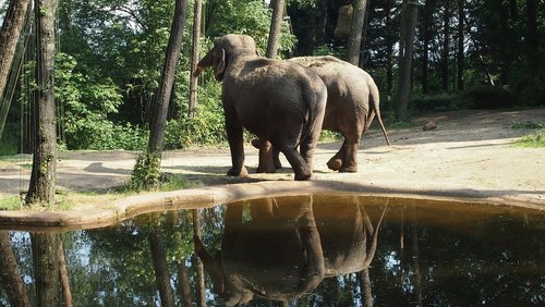 elephant  eat  water