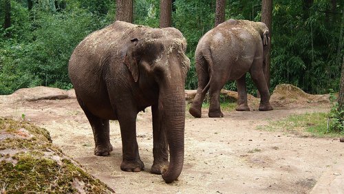 elephant  zoo  pachyderm