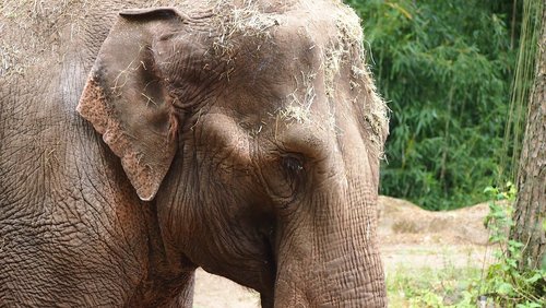 elephant  zoo  pachyderm