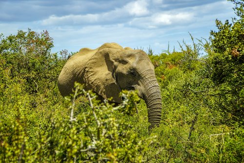 elephant  wildlife  safari