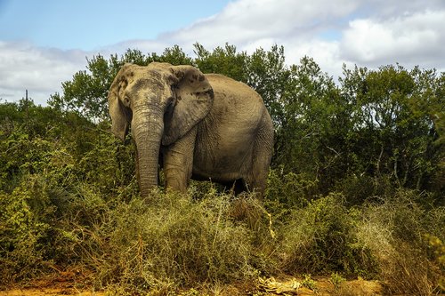 elephant  wildlife  africa