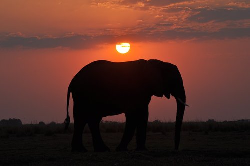 elephant  sunset  nature