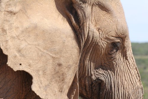 elephant  pachyderm  south africa