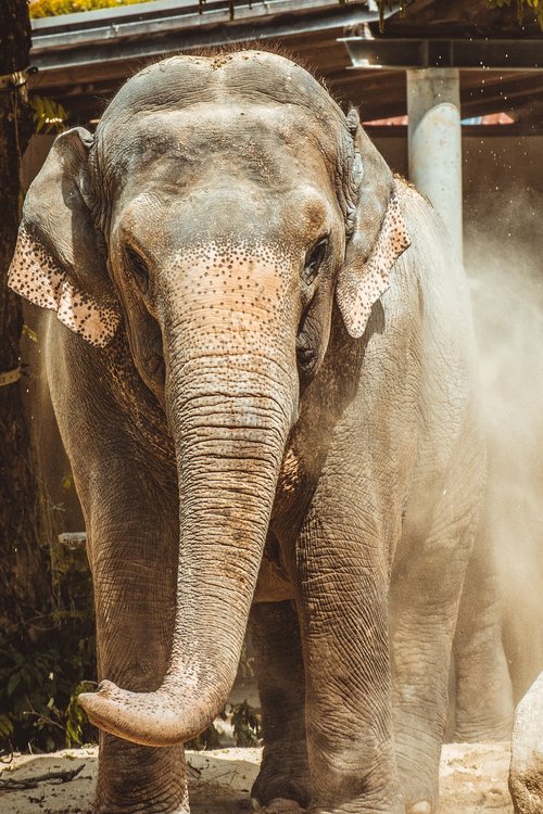 elephant  zoo  large