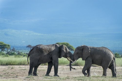 elephant  animal  kenya
