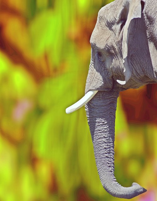 elephant  india  mammal