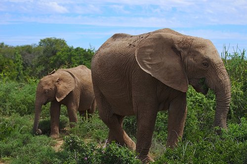 elephant  young  old