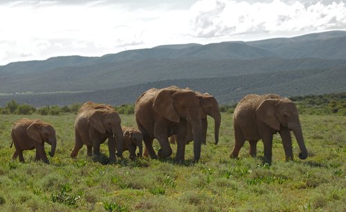 elephant  young  old