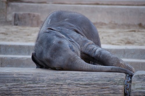 elephant  animal  zoo