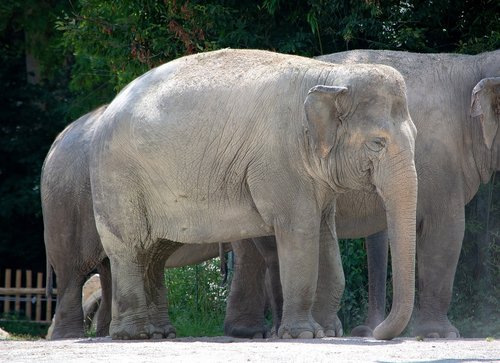 elephant  animal  large