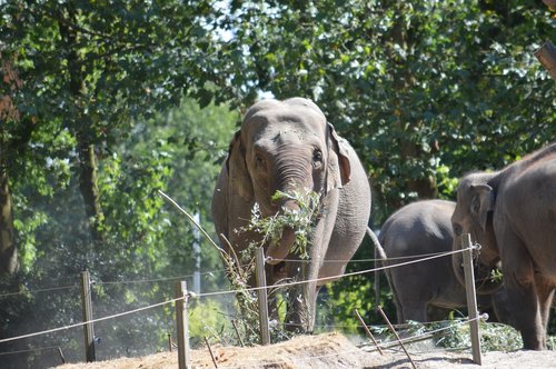 elephant  blijdorp  rotterdam