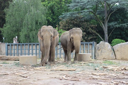 elephant  zoo  animal world