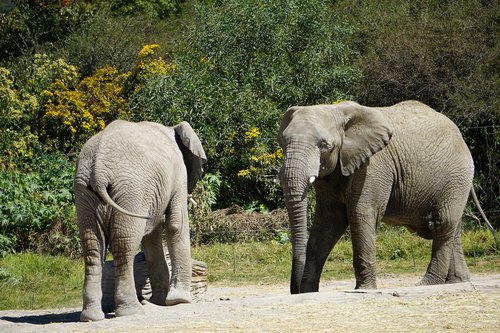 elephant  mammal  animals
