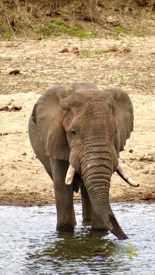 elephant  wild  river