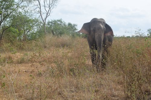 elephant  only  isolated form