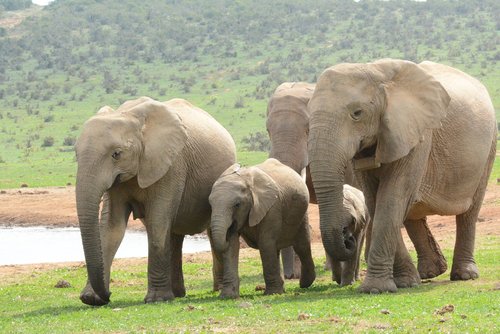 elephant  mammals  wildlife