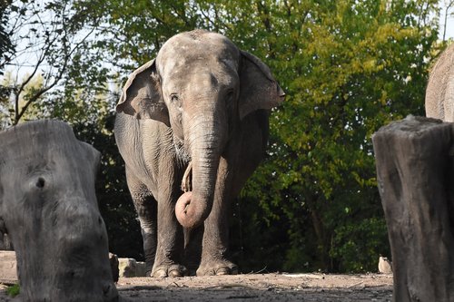 elephant  zoo  africa