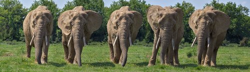 elephant  mounting  five