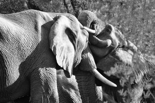 elephant  mammal  south africa