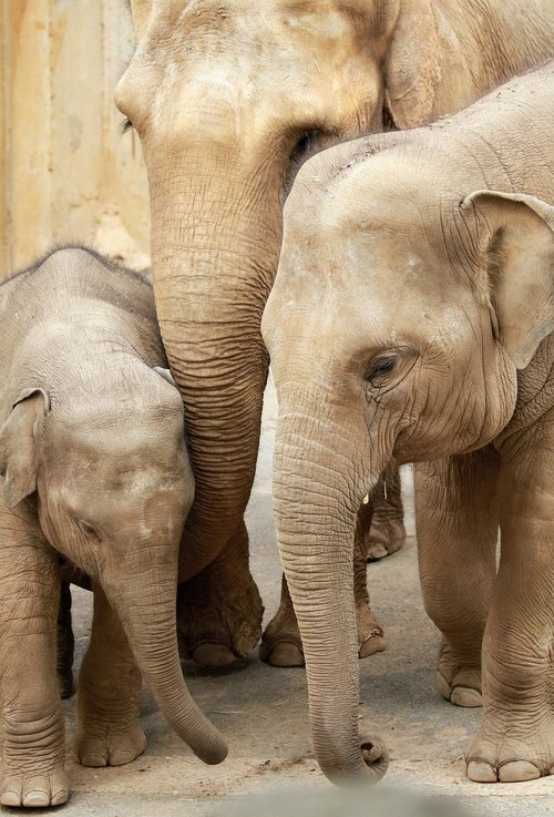 elephant  family  zoo