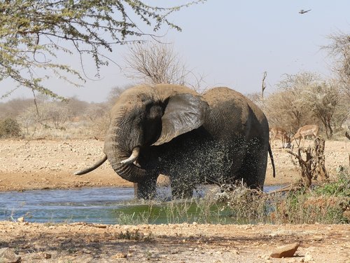 elephant  namibia  africa