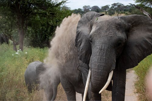 elephant  dust  dirt