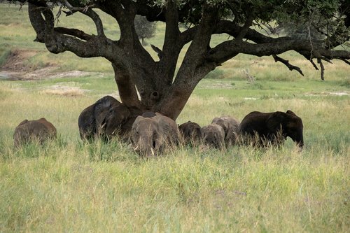 elephant  tree  serengeti