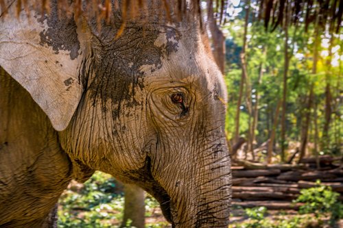 elephant  animal  eye