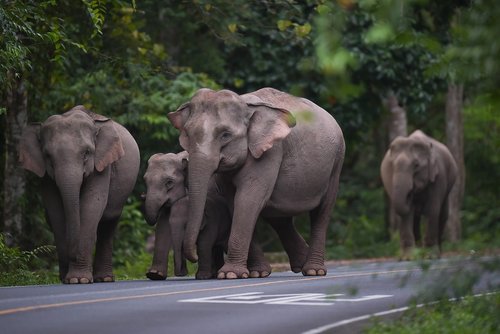 elephant  animal  nature