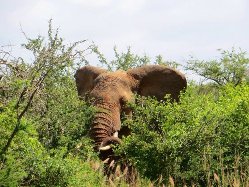 elephant animal safari