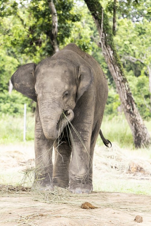 elephant  a baby elephant  fun