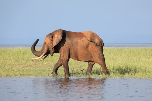 elephant  zimbabwe  safari