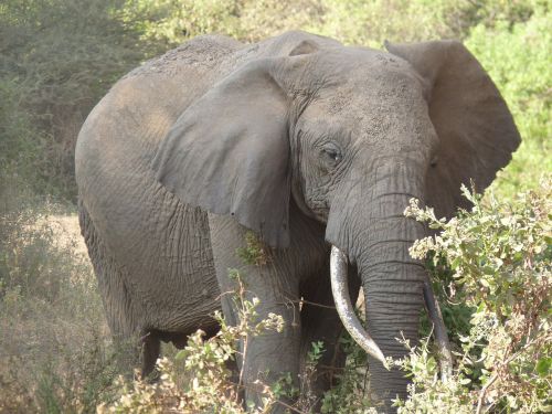 elephant safari africa