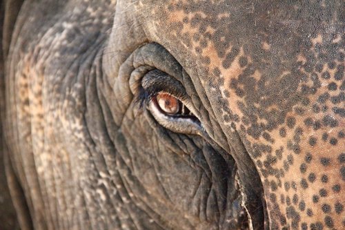 elephant  eye  close up