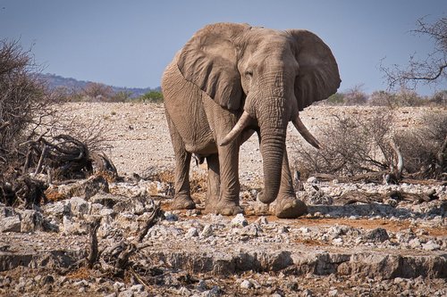 elephant  etosha  namibia