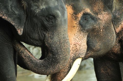 elephant trunks thailand