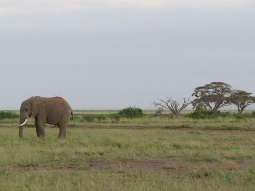 elephant africa savannah