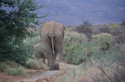 elephant  african  south african
