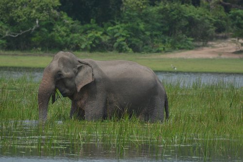 elephant  animal  wildlife
