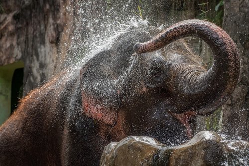 elephant  water  bathing