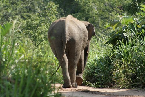 elephant  nature  forest