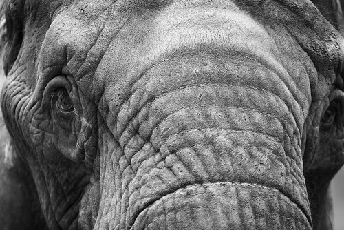 elephant  animal  mammal