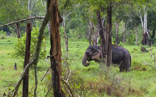 elephant  elephants  animal