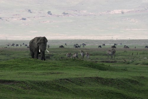 elephant  national park  landscape