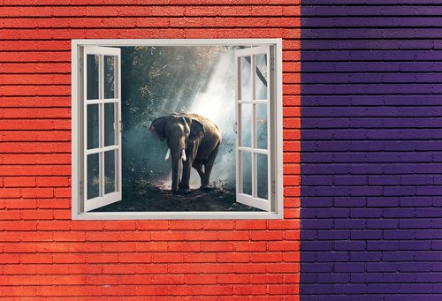 elephant  animal  photography