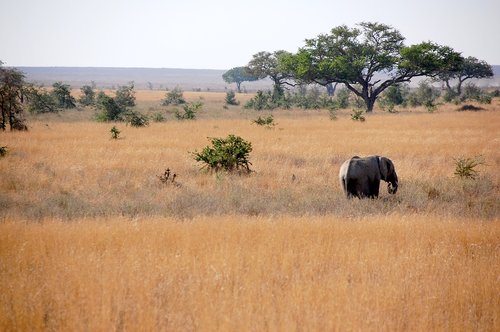 elephant  tanzania  safari