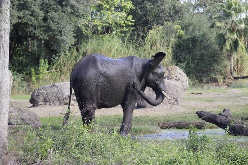 elephant  animal  wild