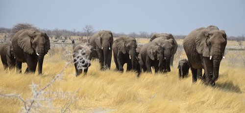 elephant  africa  animals