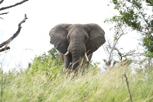 elephant  africa  safari