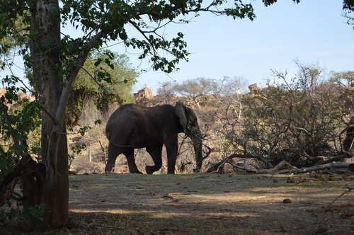 elephant  mapungupwe  wild